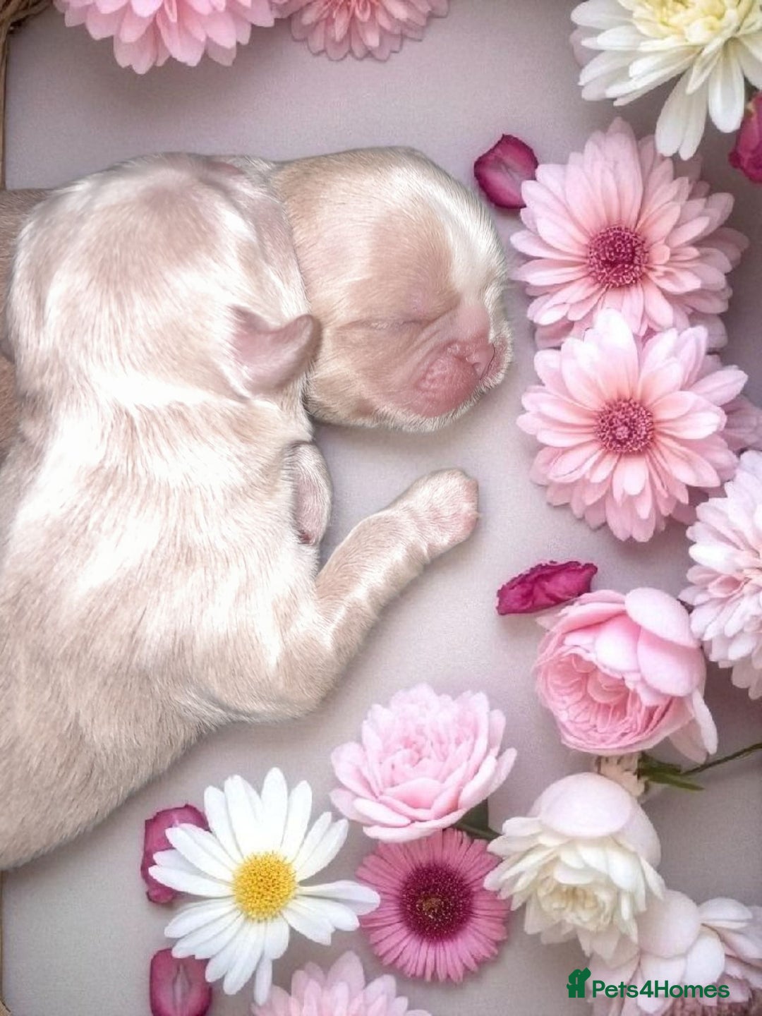 Shih Tzu dogs for sale: ✨️Exceptional Imperial Litter✨️ - Image 7