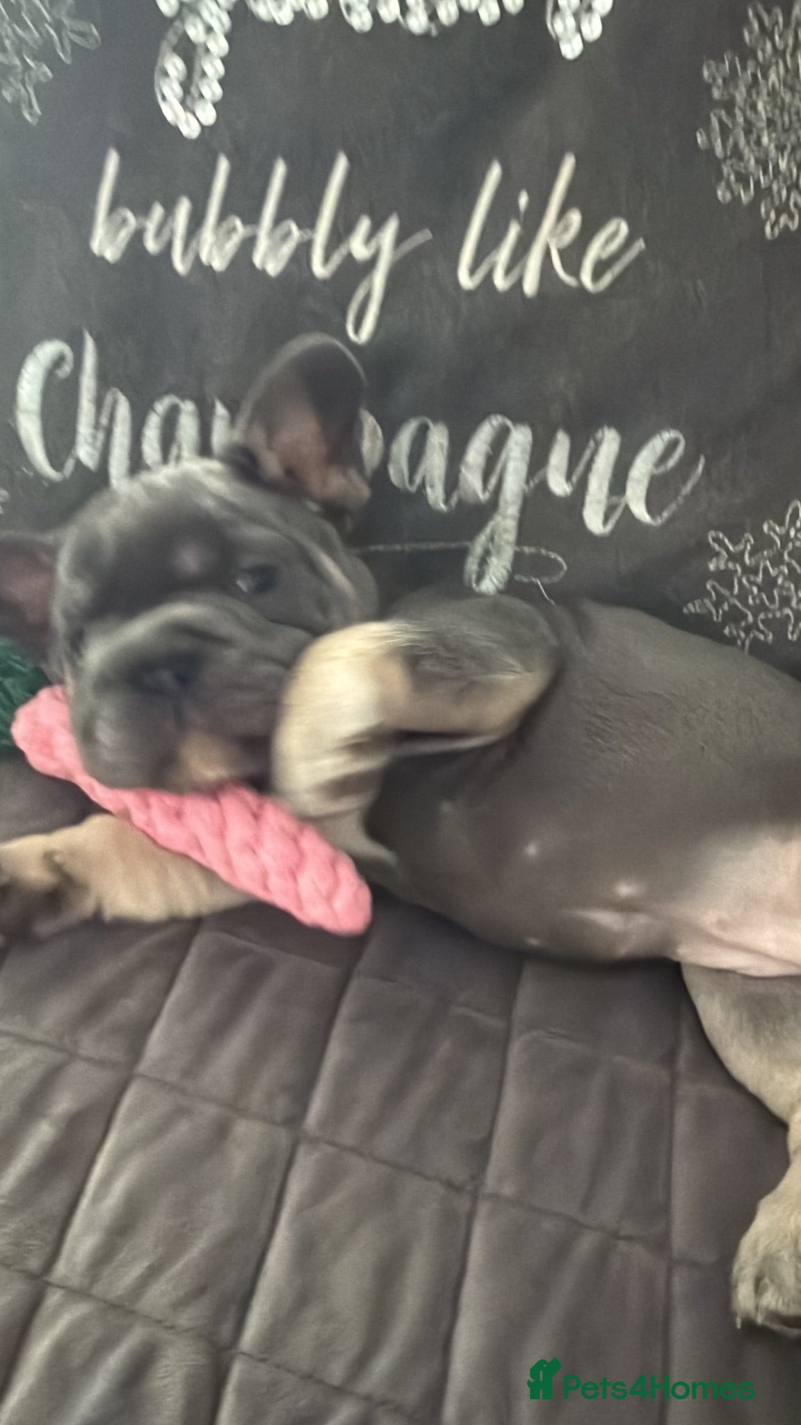 French Bulldog dogs  Beautiful French Bulldog Puppies from £1700 - Advert 1