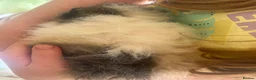 Guinea Pig rodents for sale: Male baby guinea pig Alpaca fur - Advert 4