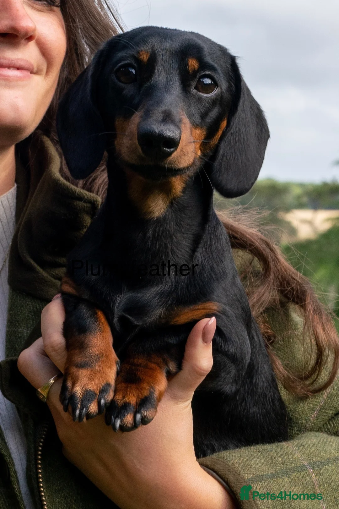 Miniature Dachshund dogs for stud: Champion Sired 4kg - IVDD Screened & PRA Clear in Tunbridge Wells - Advert 6