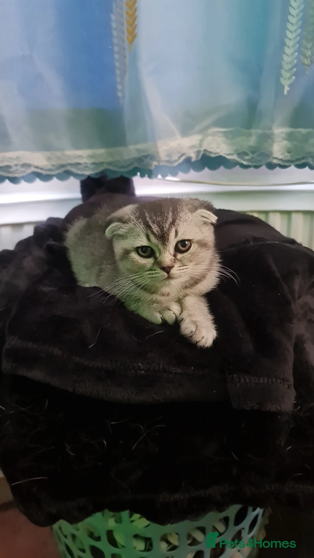 Scottish Fold cats for sale: Scottish fold for sale - Advert 2