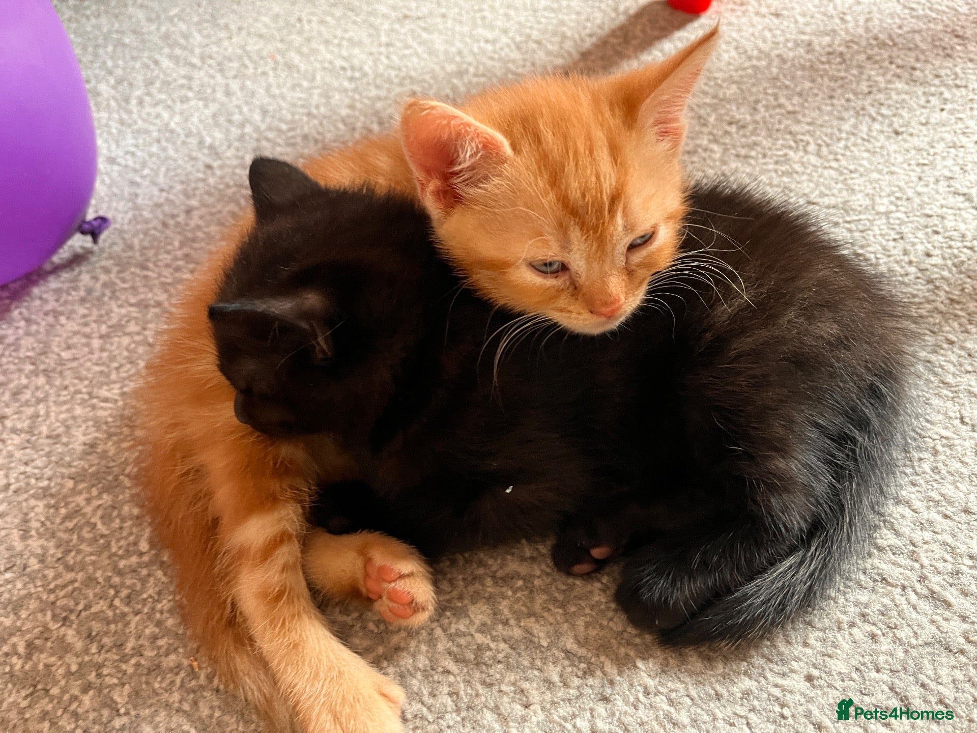 Scottish Fold cats Scottish fold/straight ears 2 males. - Advert 2
