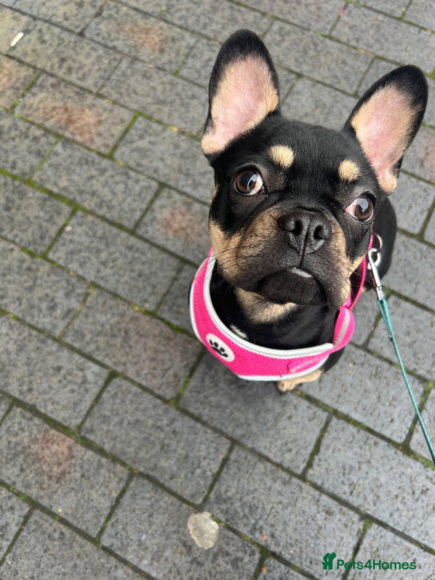 French Bulldog dogs for sale: 🐾 Beautiful French Bulldog Girl - Advert 12