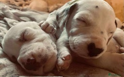 Dalmatian dogs for sale: Dalmatian puppies  - Image 13