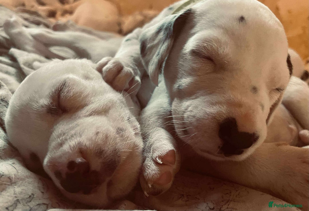Dalmatian dogs for sale: Dalmatian puppies  - Image 13