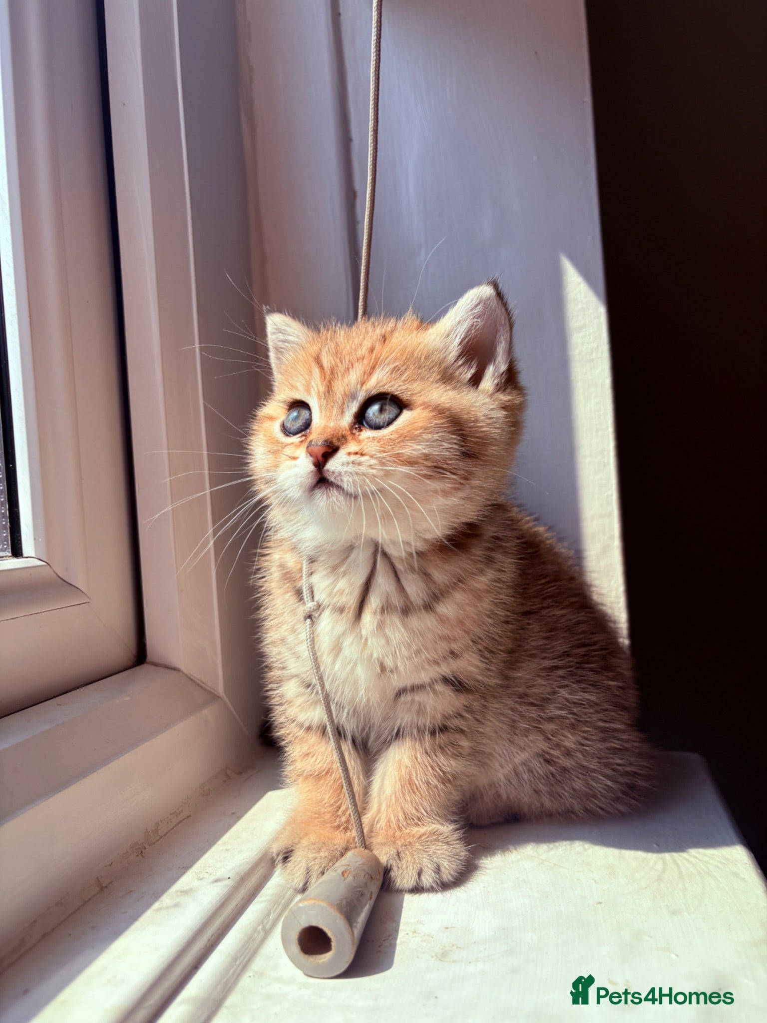 British Shorthair cats GCCF Registered Golden BSH Kittens | ny12 & by12 - Advert 2