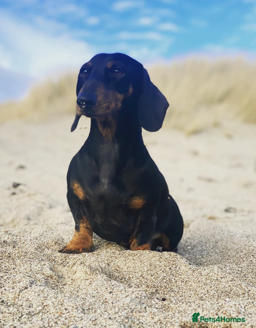 Miniature Dachshund dogs for stud: Kc reg IVDD screened pra clear mini smooth  in Newton Abbot - Advert 40