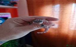 Leopard Gecko reptiles for sale: 2 female leopard ghekos  - Image 2