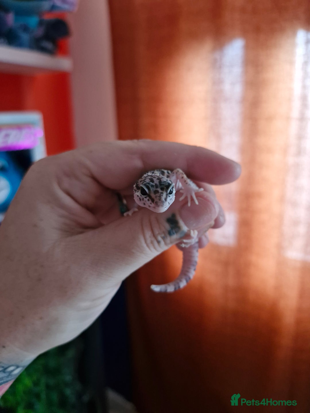 Leopard Gecko reptiles for sale: 2 female leopard ghekos  - Image 2