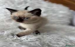 British Shorthair cats for sale: 💙 2 handsome  GCCF British Sorthair 💙 - Image 9