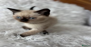 British Shorthair cats - Advert 2