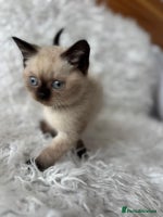 British Shorthair cats - Advert 4