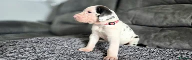 Great Dane 7