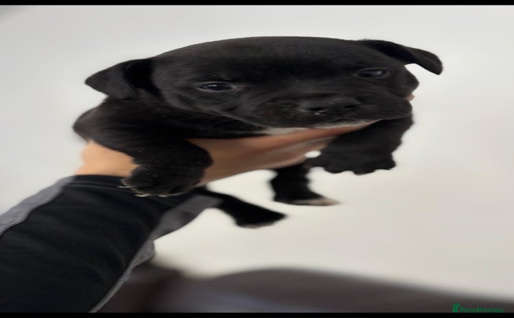 Staffordshire Bull Terrier dogs Adorable KC champion bred black staffy puppy's  - Advert 11