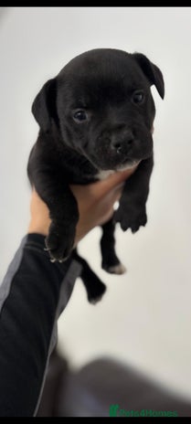 Staffordshire Bull Terrier dogs Adorable KC champion bred black staffy puppy's - Advert 11