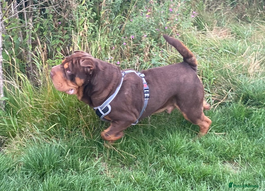 Shar Pei dogs for stud: Stunning Chocolate and Tan Boy - Image 3