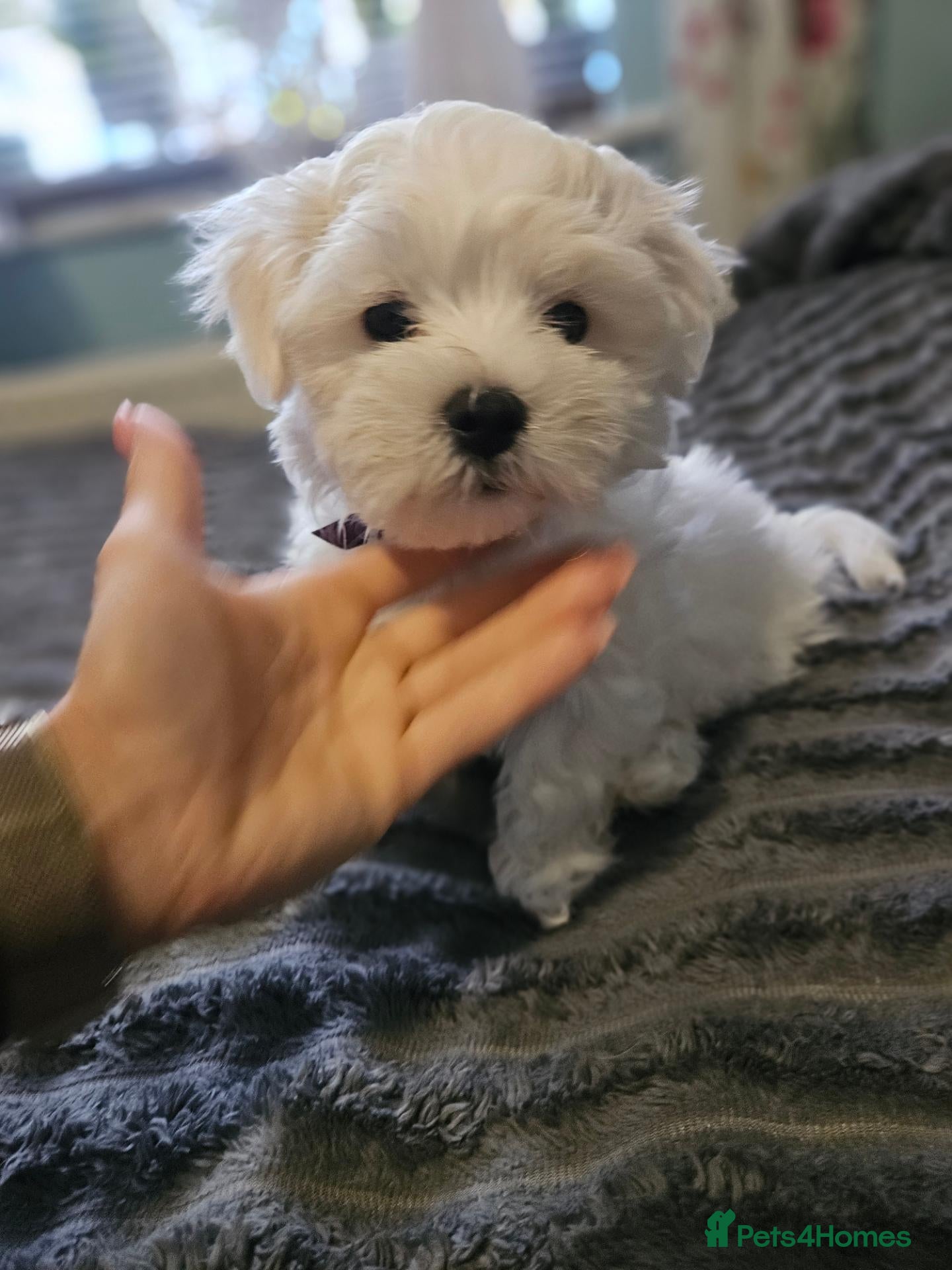 Maltese dogs Beautiful Maltese Puppies - Advert 2