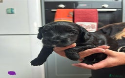 Cockapoo dogs for sale: Cockapoo Puppies For Sale - Image 4