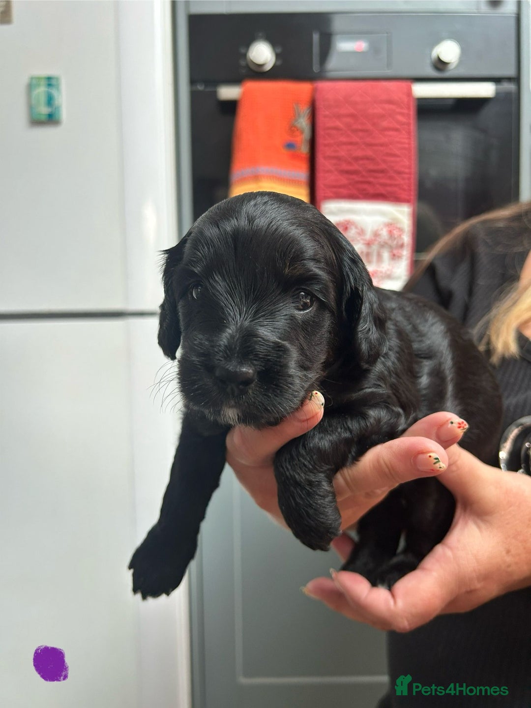Cockapoo dogs for sale: Cockapoo Puppies For Sale - Image 4