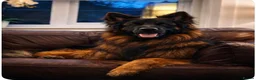 German Shepherd dogs for sale: EXCEPTIONAL KC REG GERMAN SHEPHERD PUPPIES - Advert 16