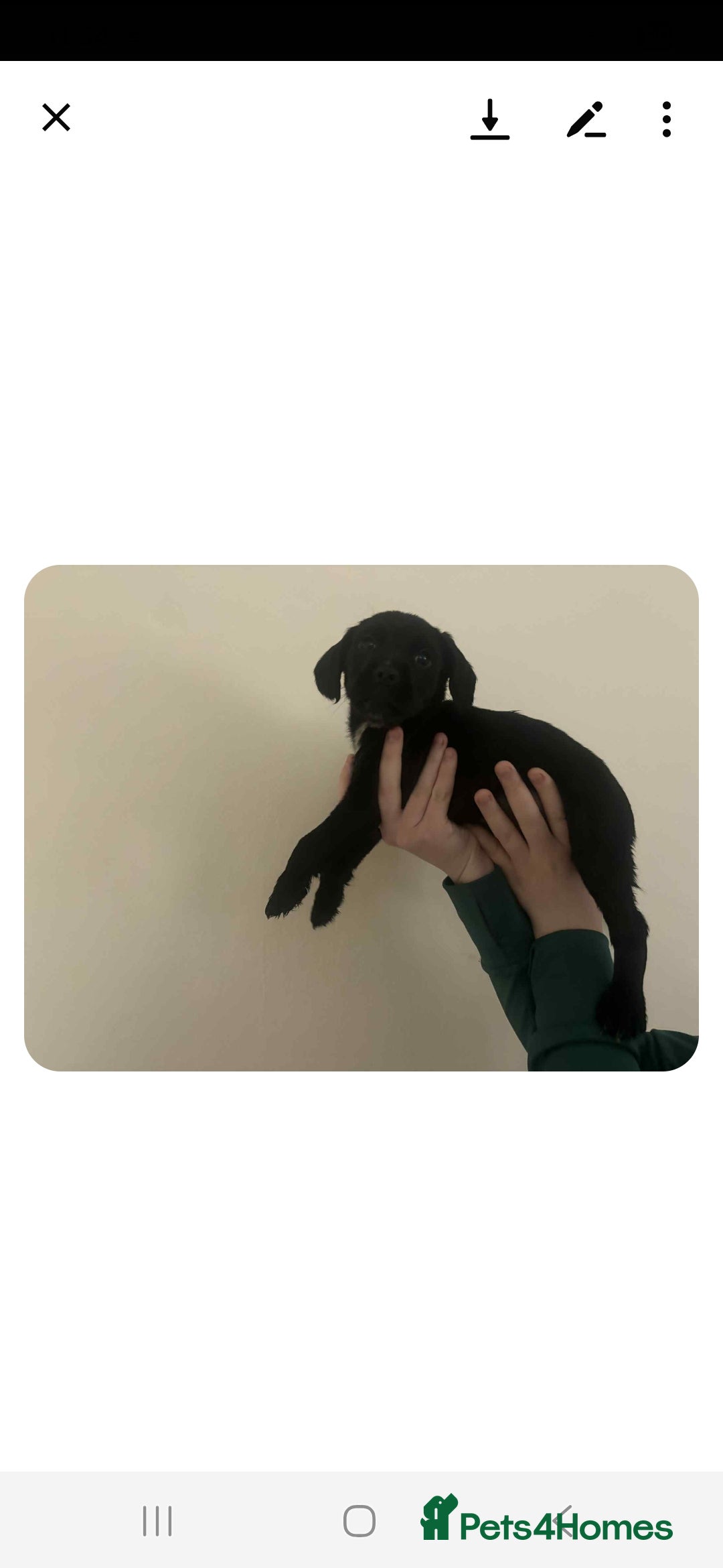 Mixed Breed dogs for sale: Lovely cocker spaniel x - Image 3