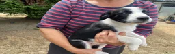 Smooth Collie dogs for sale: Collie Puppies - Advert 2