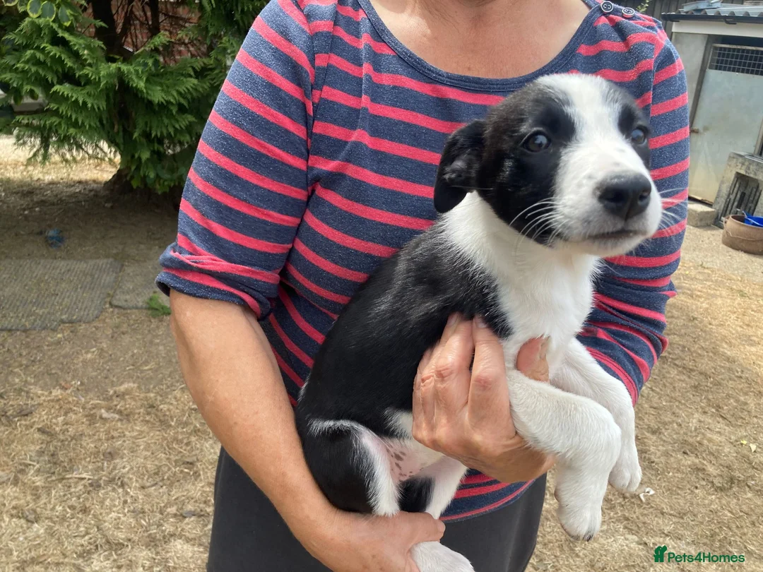 Smooth Collie dogs for sale: Collie Puppies - Advert 2