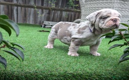 English Bulldog dogs for sale: English Bulldog Puppies  - Advert 5