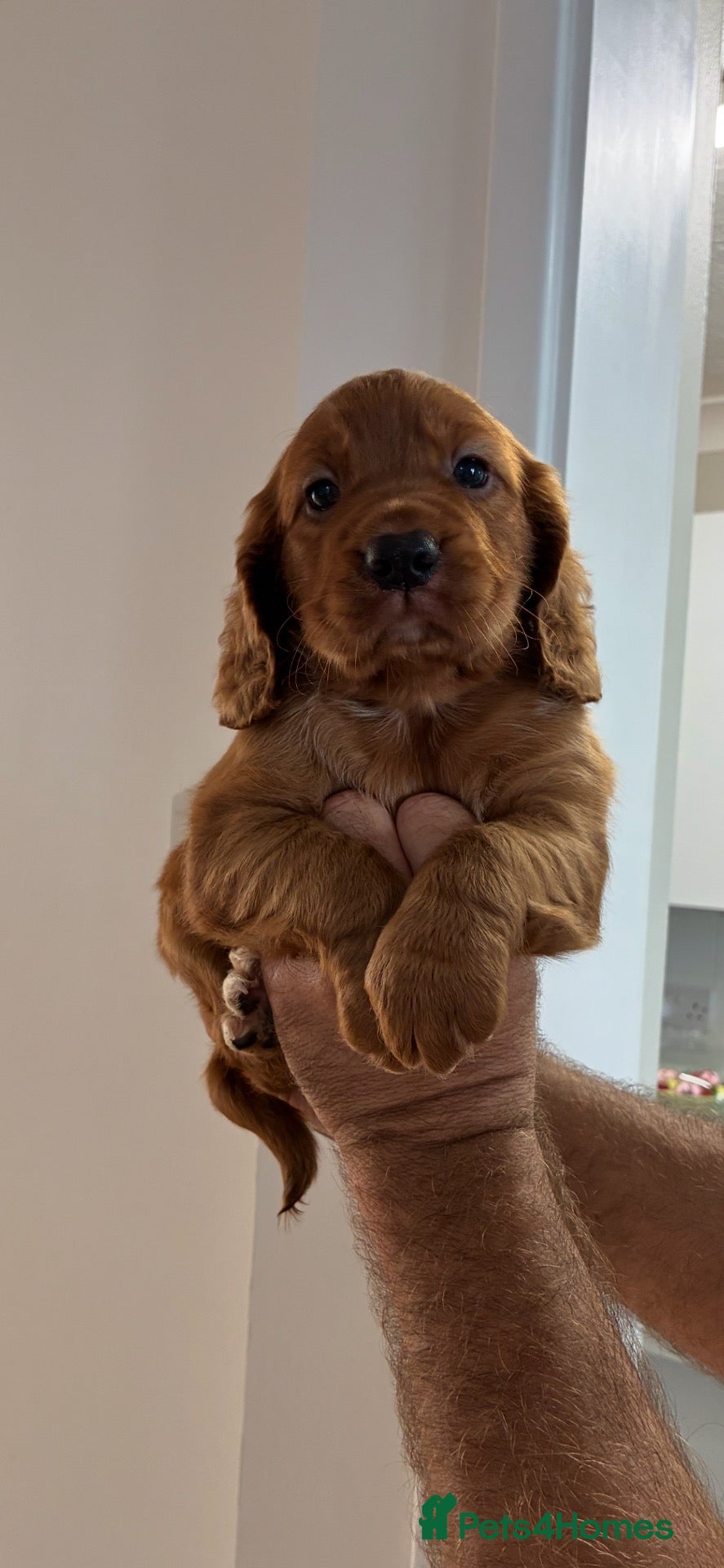 Cocker Spaniel dogs Red KC cocker spaniel puppies  - Advert 5