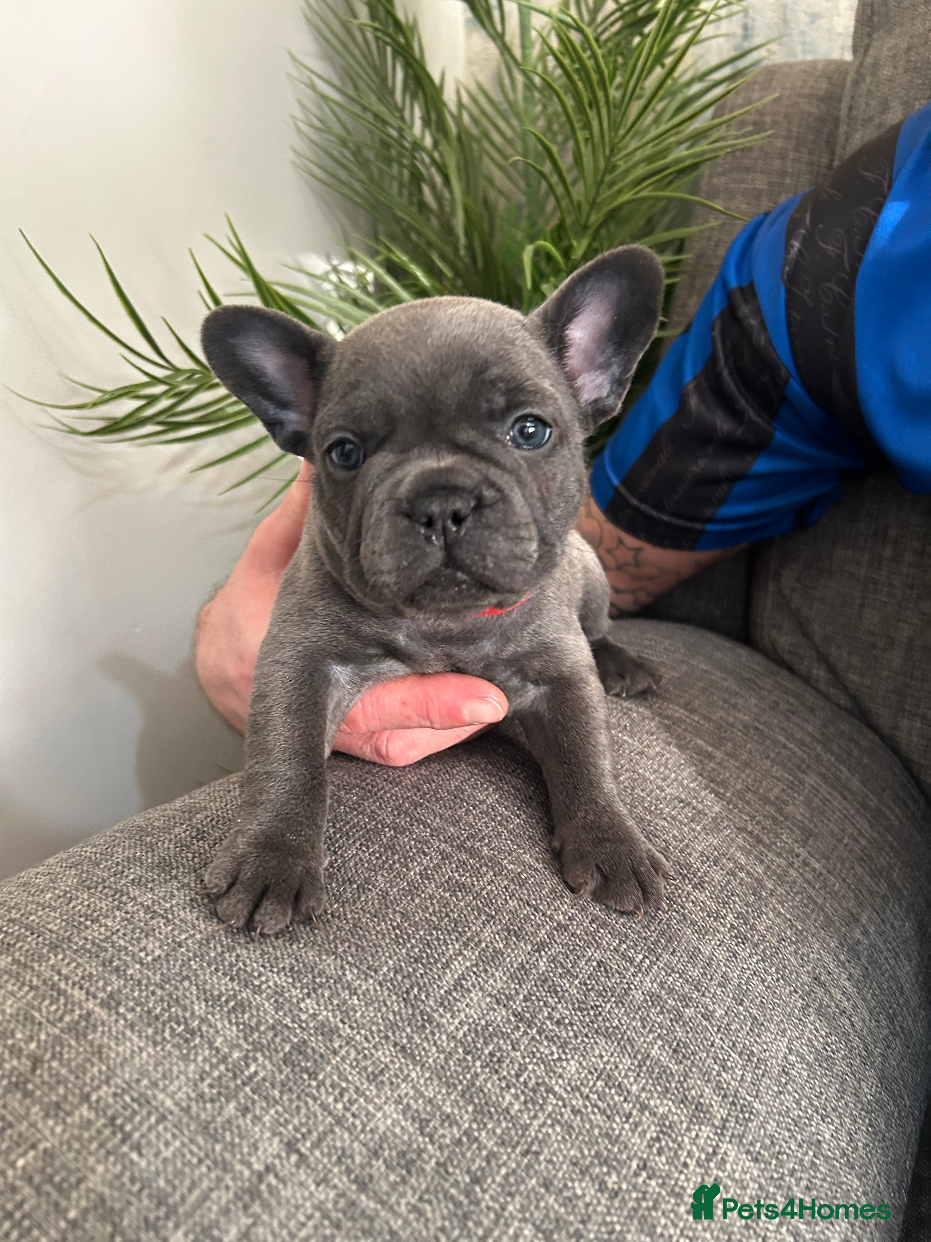 French Bulldog dogs KC Registered Top Quality French  bulldogs  🩷 💙  - Advert 4