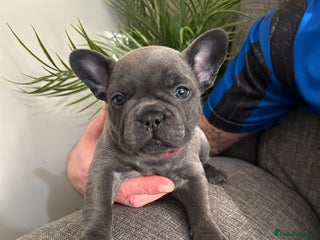 French Bulldog dogs KC Registered Top Quality French bulldogs 🩷 💙 - Advert 4