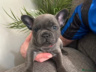 French Bulldog dogs KC Registered Top Quality French bulldogs 🩷 💙 - Advert 9