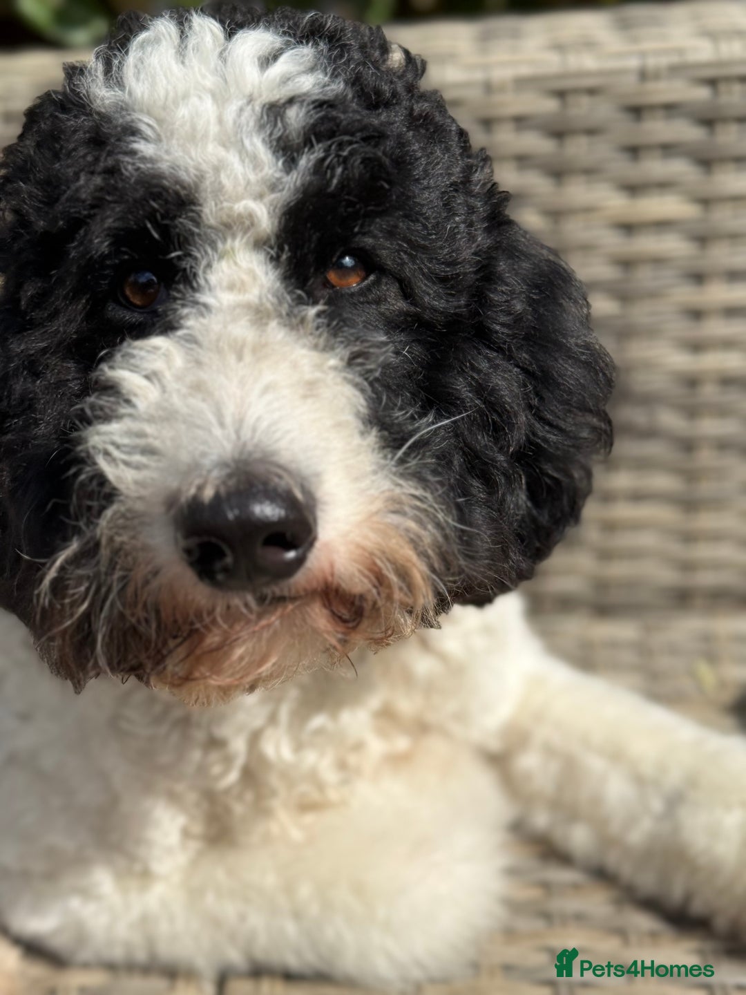 Bernedoodle dogs for sale: Miniature F1bs Bernedoodle Waiting List - Image 3