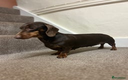 Dachshund dogs for sale: 4 year old female Dachshund - Image 5