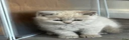British Shorthair cats for sale: Beautiful Lilac British Shorthair, Registered - Advert 12