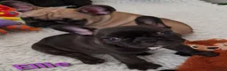 French Bulldog dogs for sale: KC QUALITY PUPPIES - Advert 23