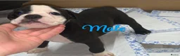 Olde English Bulldogge dogs for sale: Olde englsih bulldog puppy ready to leave  - Advert 15