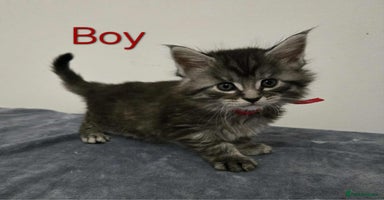 Maine Coon cats - Advert 1