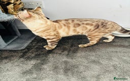 Bengal cats for sale: ❄️Pure Gorgeous Snow Minx❄️ - Advert 4