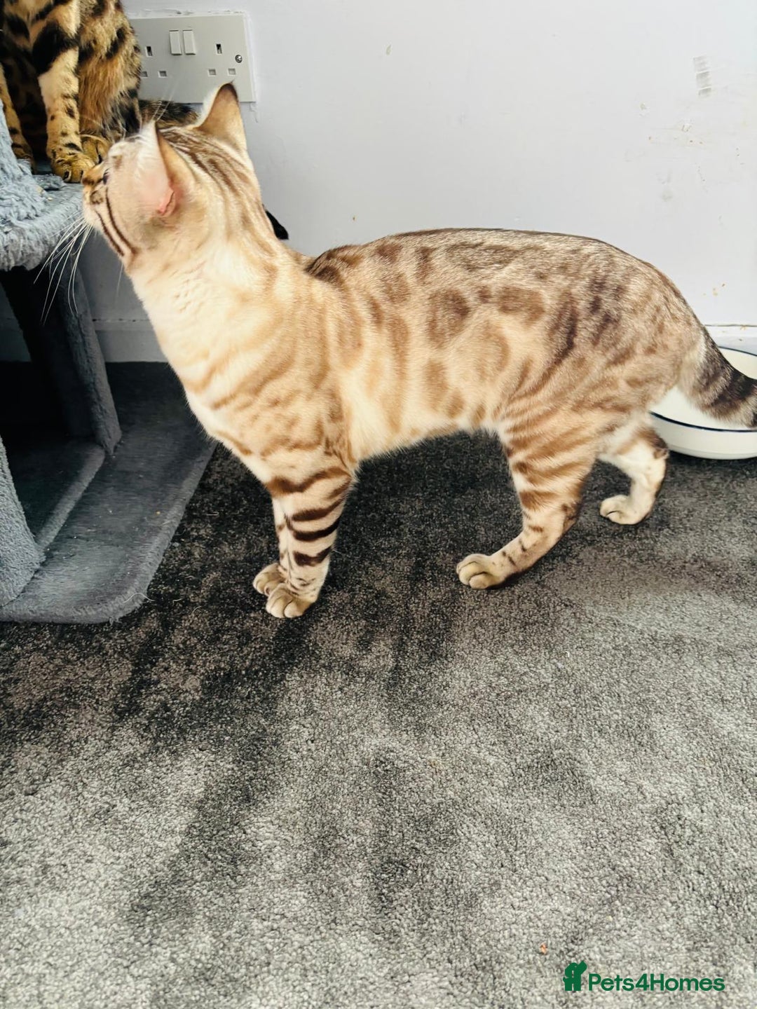Bengal cats for sale: ❄️Pure Gorgeous Snow Minx❄️ - Advert 4