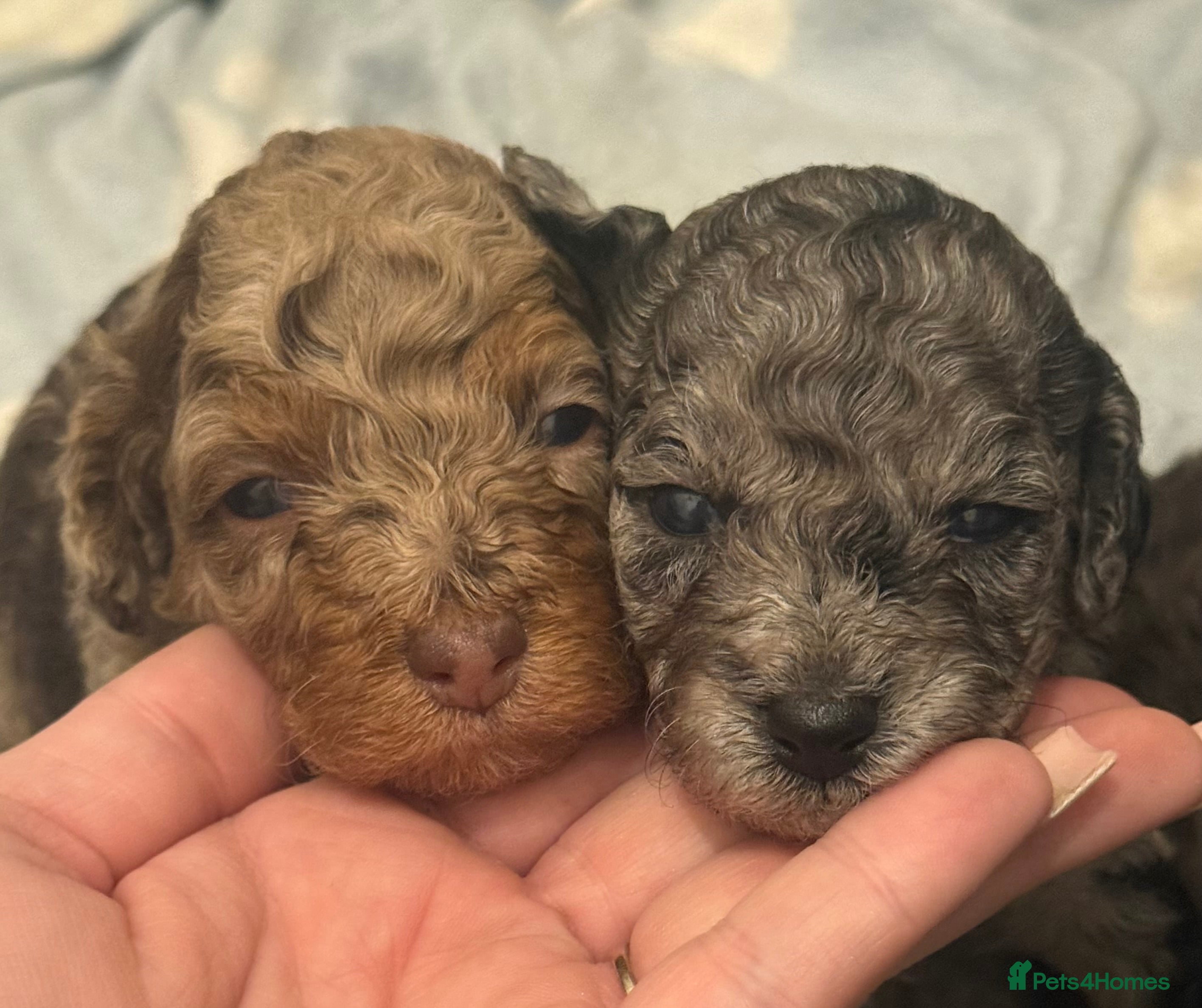 Poochon dogs ‼️Stunning poochon babies with rare colouring‼️ - Advert 4