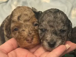 Poochon dogs ‼️Stunning poochon babies with rare colouring‼️ - Advert 4