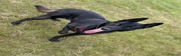 Belgian Shepherd Dog dogs for stud: Black Belgian Malinois  - Advert 2