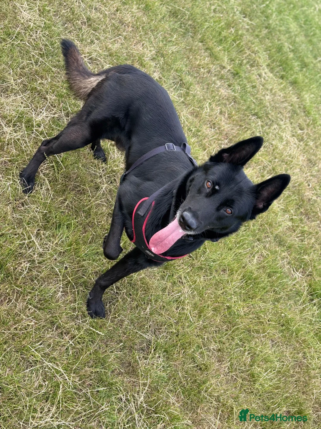 Belgian Shepherd Dog dogs for stud: Black Belgian Malinois  - Advert 2