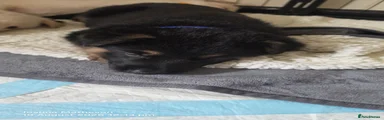 💙 Puppy 7 – Male – 490g – Black (Blue Collar) – 3:55pm