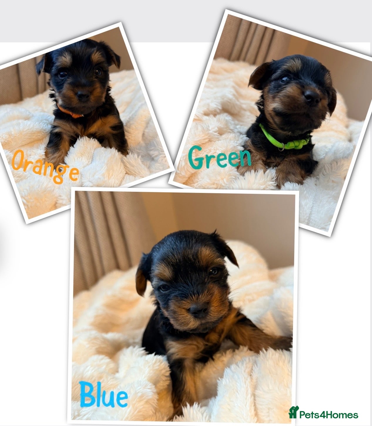 Yorkshire Terrier dogs Yorkshire terrier puppies only 3 boys left - Advert 18