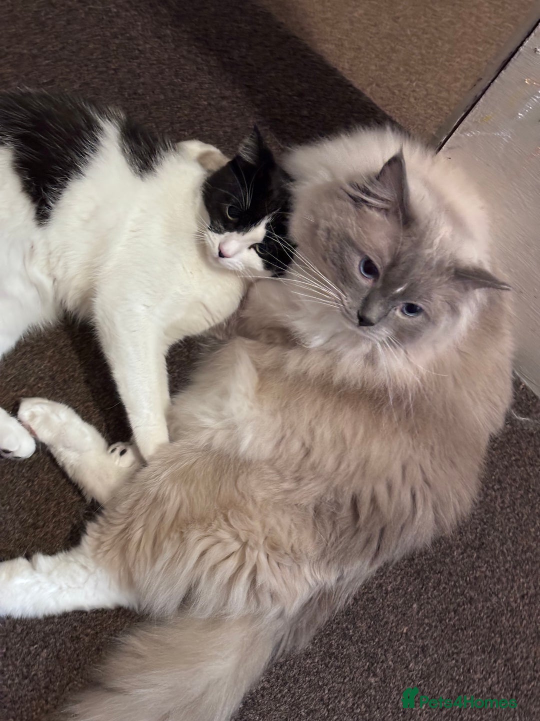 Ragdoll cats for sale: Male Ragdoll, intact - no papers - Advert 4