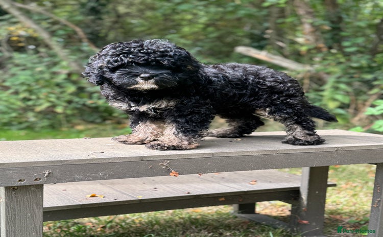 Cavapoo dogs - Advert 3