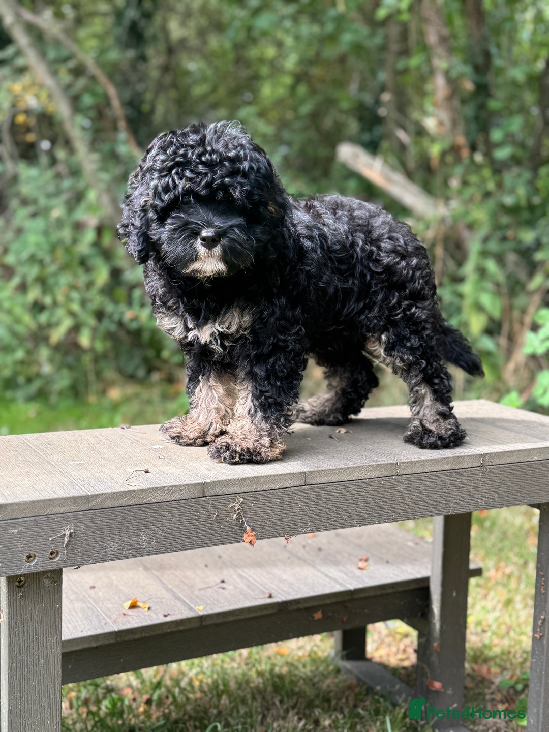 Cavapoo dogs for sale: Cavapoo puppies F1 health tested parents - Image 1