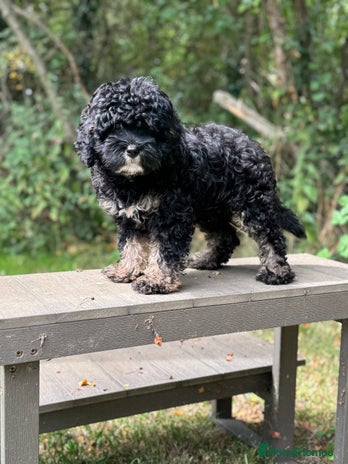 Cavapoo dogs - Advert 14